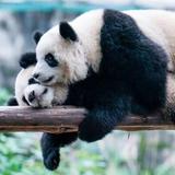San Diego Zoo