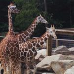 Wildwood Wildlife Park Zoo & Safari