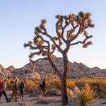 Joshua Tree National Park