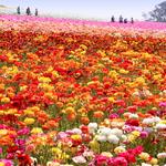 The Flower Fields
