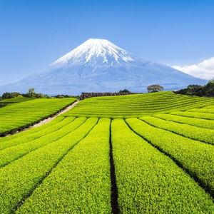 Tea farm visit