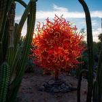 Desert Botanical Garden