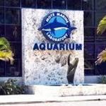 Mote Marine Laboratory and Aquarium