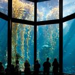 Monterey Bay Aquarium