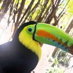 National Aviary of Colombia