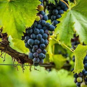 Wine Tasting in Korkula