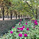 Gardens and Parks