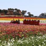 The Flower Fields at Carlsbad Ranch