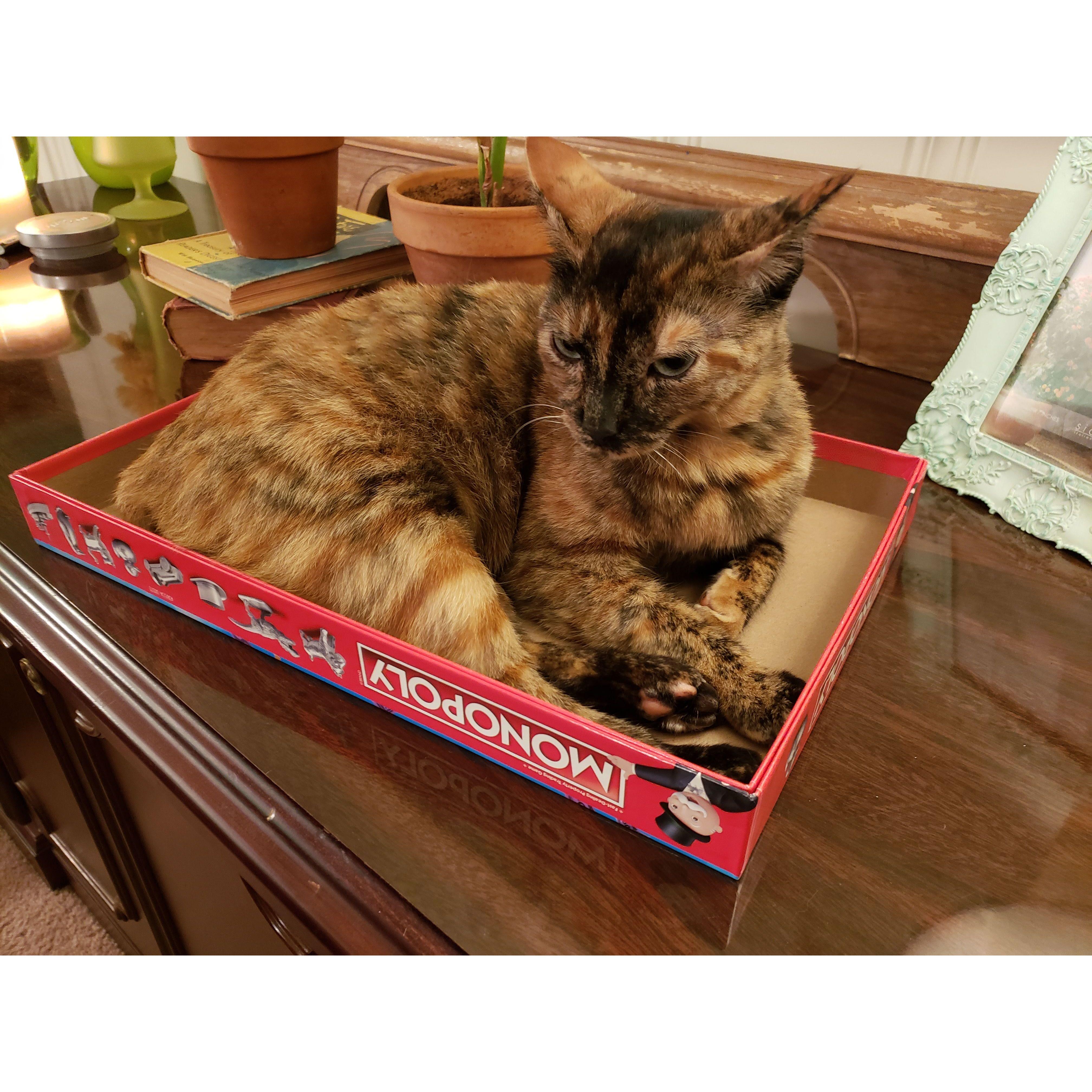 Apparently she's supposed to be include. Sahara... some ungrateful cat that the kids insist we keep.