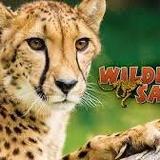 Wildlife Safari