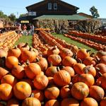 Pumpkin Patches/Apple Picking