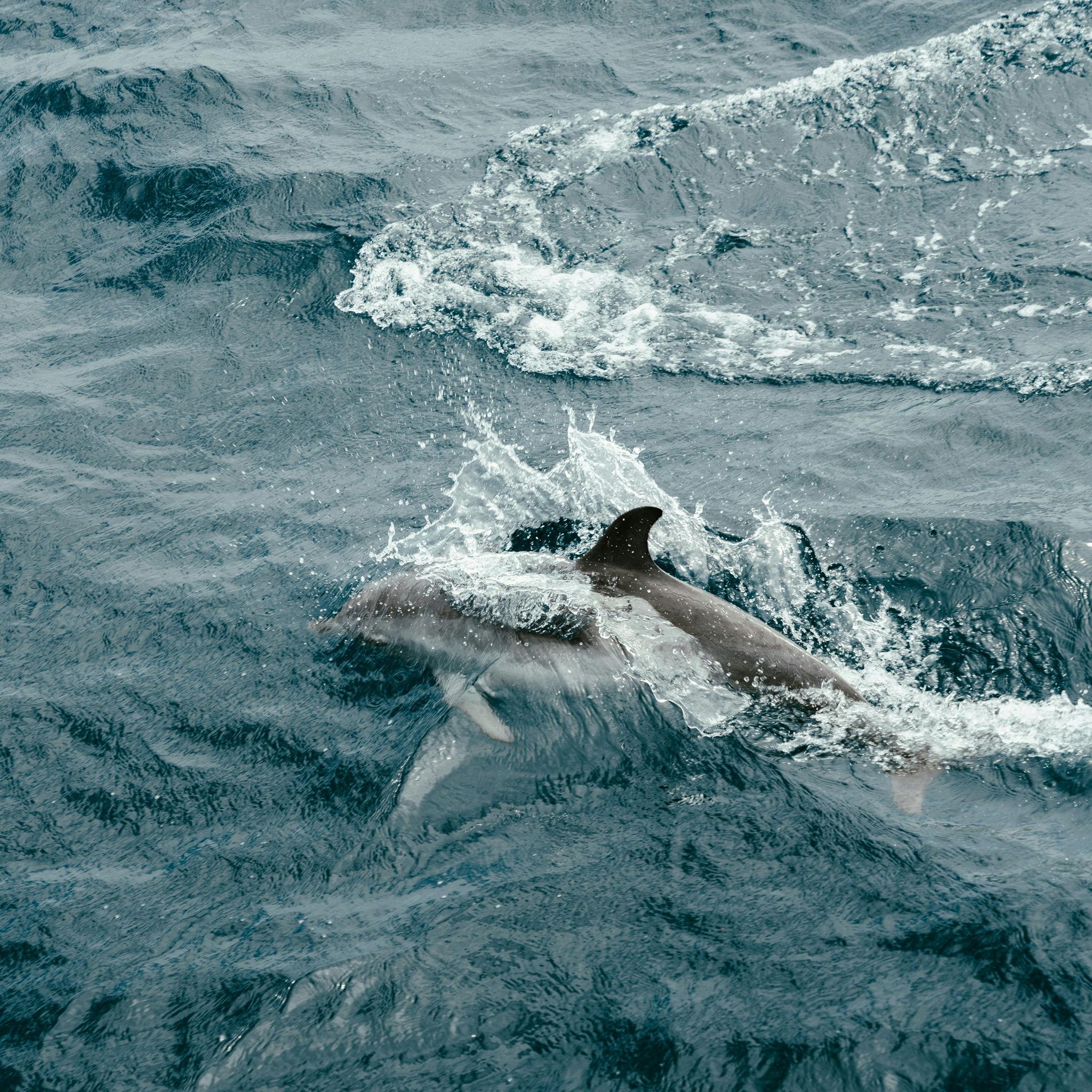 Dolphins