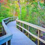 Beech Forest Trail