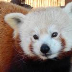Potawatomi Zoo
