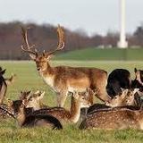 Phoenix Park