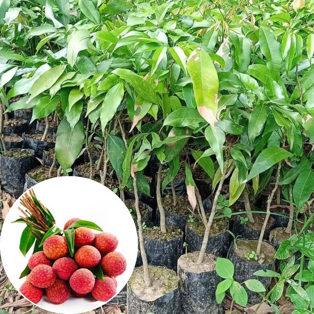 Lychee Tree Live Plant in Half Gallon Pot, 10-12 Inch Tall Tropical Fruit Tree Litchi Seedling for Outdoor Growing