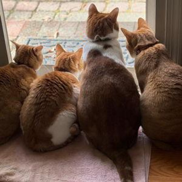 Cat Food Fund
