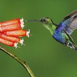Mindo Cloud Forest & Natural Reserve