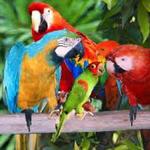 Jungle Island