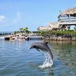 Dolphin Research Center