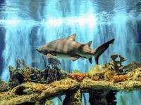 OdySea Aquarium