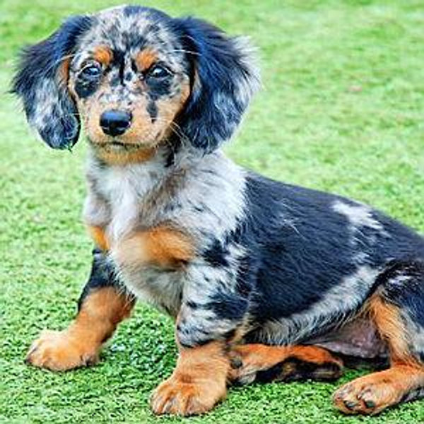 New Puppy Fund 🐾
