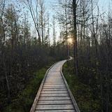 Sifton Bog