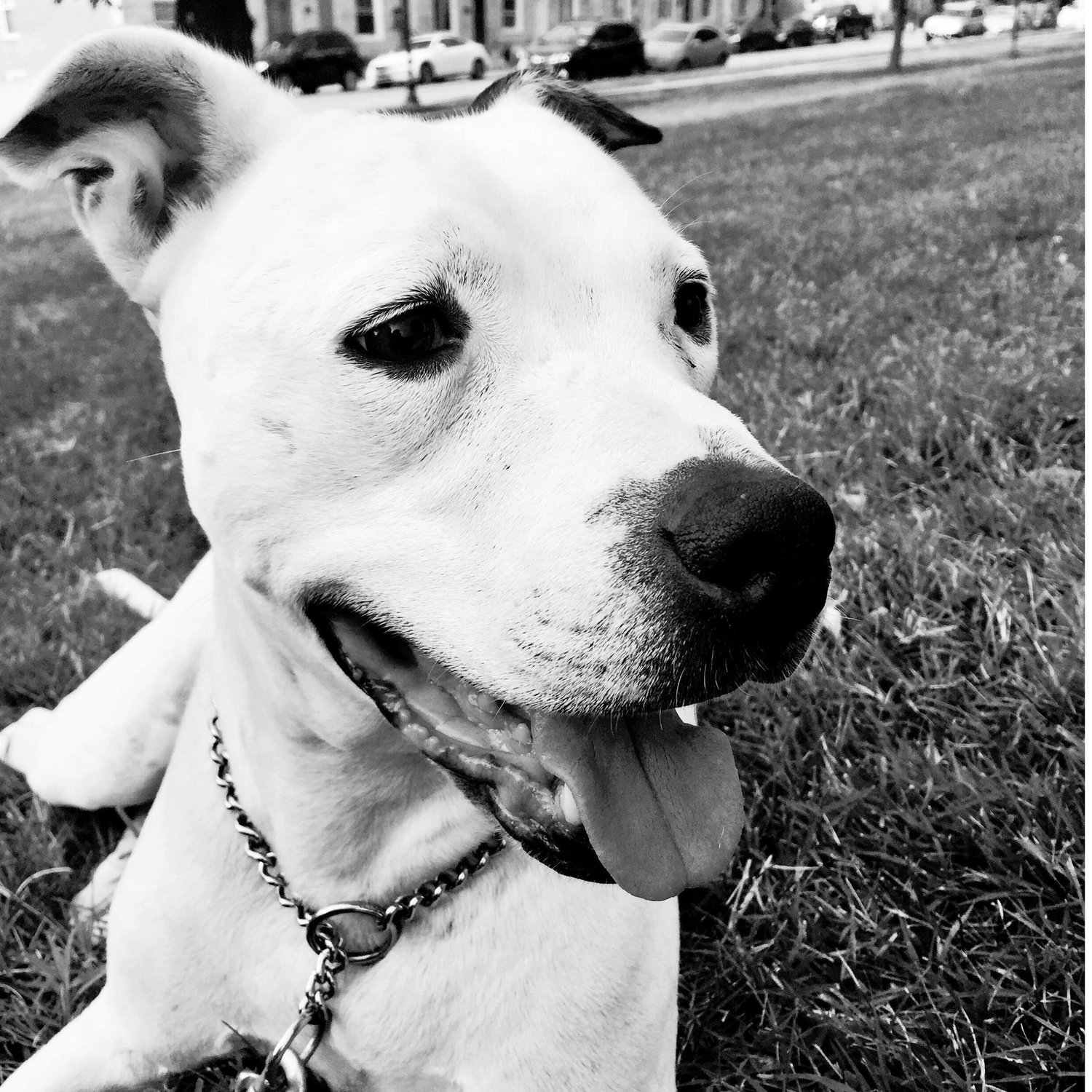 Our angel on Earth, velvet hippo, expert cuddler, and diva supreme.. Minerva!
Adopted July 18, 2015 from Baltimore Animal Rescue and Care Shelter <3