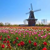 Tulip Time Festival