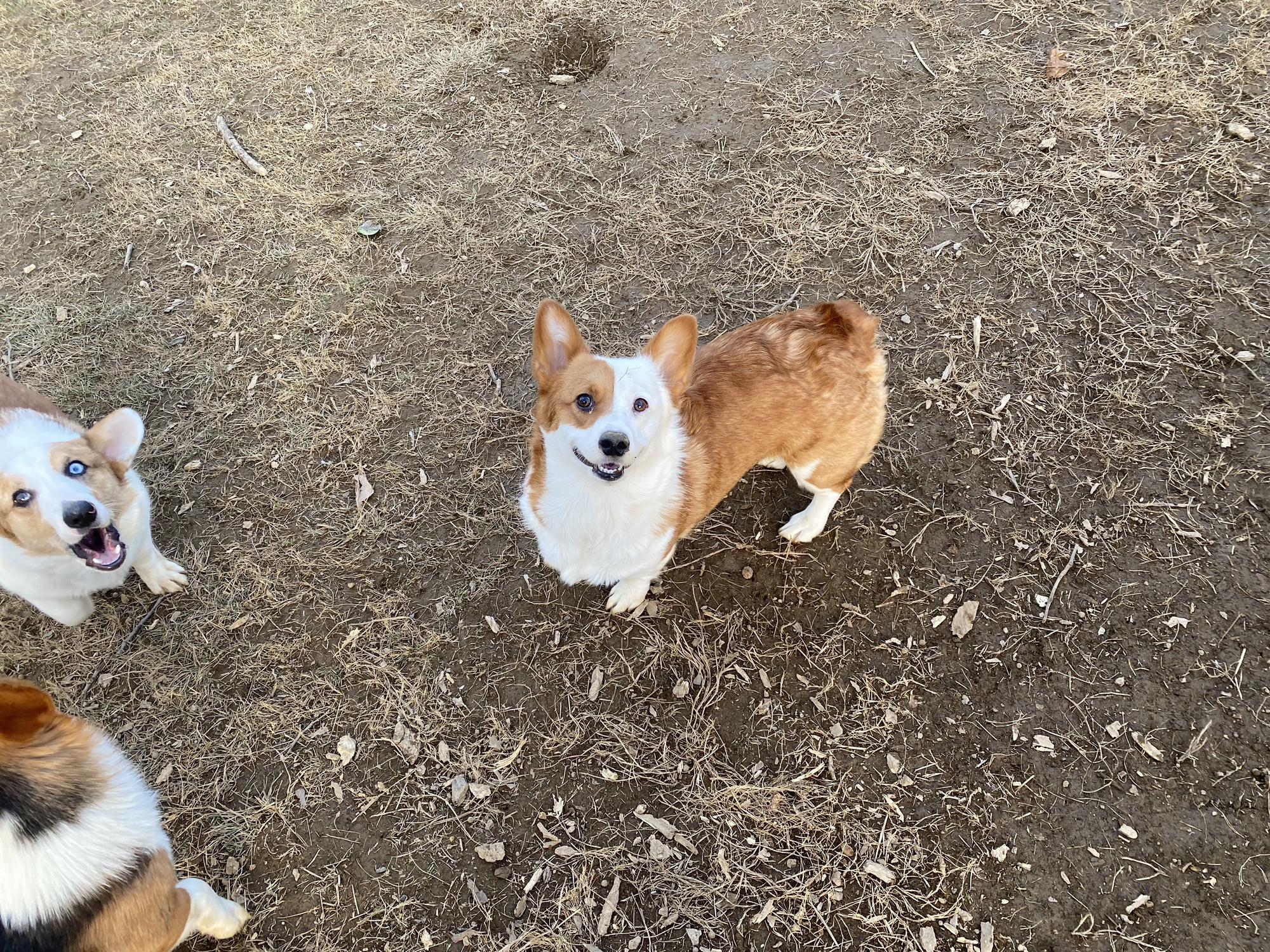 🐶💜Oaklynn💜🐶
(Our Second Oldest Baby)