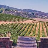 Wine Tasting