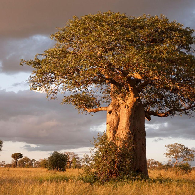 Tarangire National Park Passes