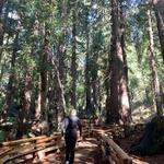 Garrapata State Park - Hiking Trail