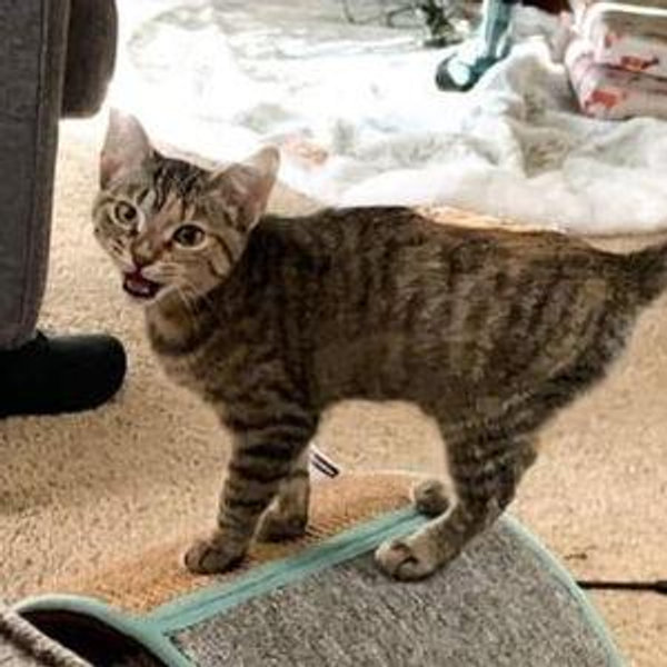 Our New Kitten