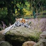 Oakland Zoo