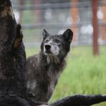 Colorado Wolf and Wildlife Center
