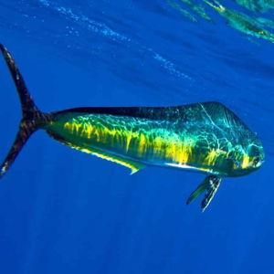 Fishing Charter