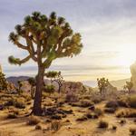 Joshua Tree National Park