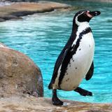 Lincoln Park Zoo