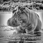 Saint Louis Zoo