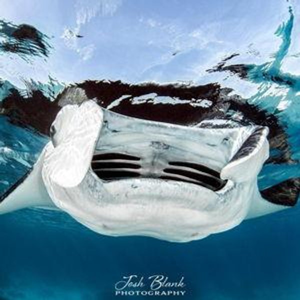 Honeymoon: Snorkeling with Mantas