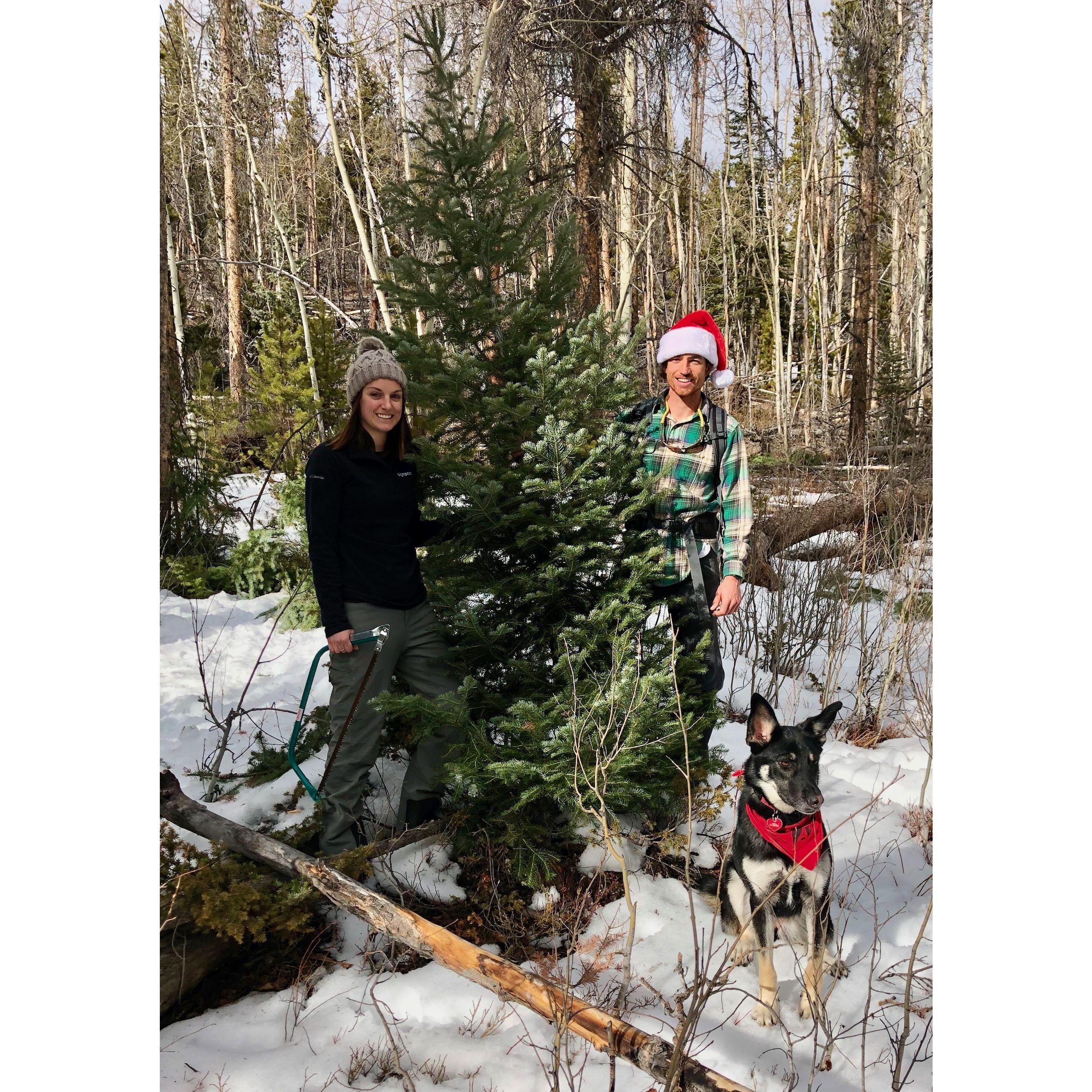Our annual tradition of cutting down our Christmas tree in the National Forest