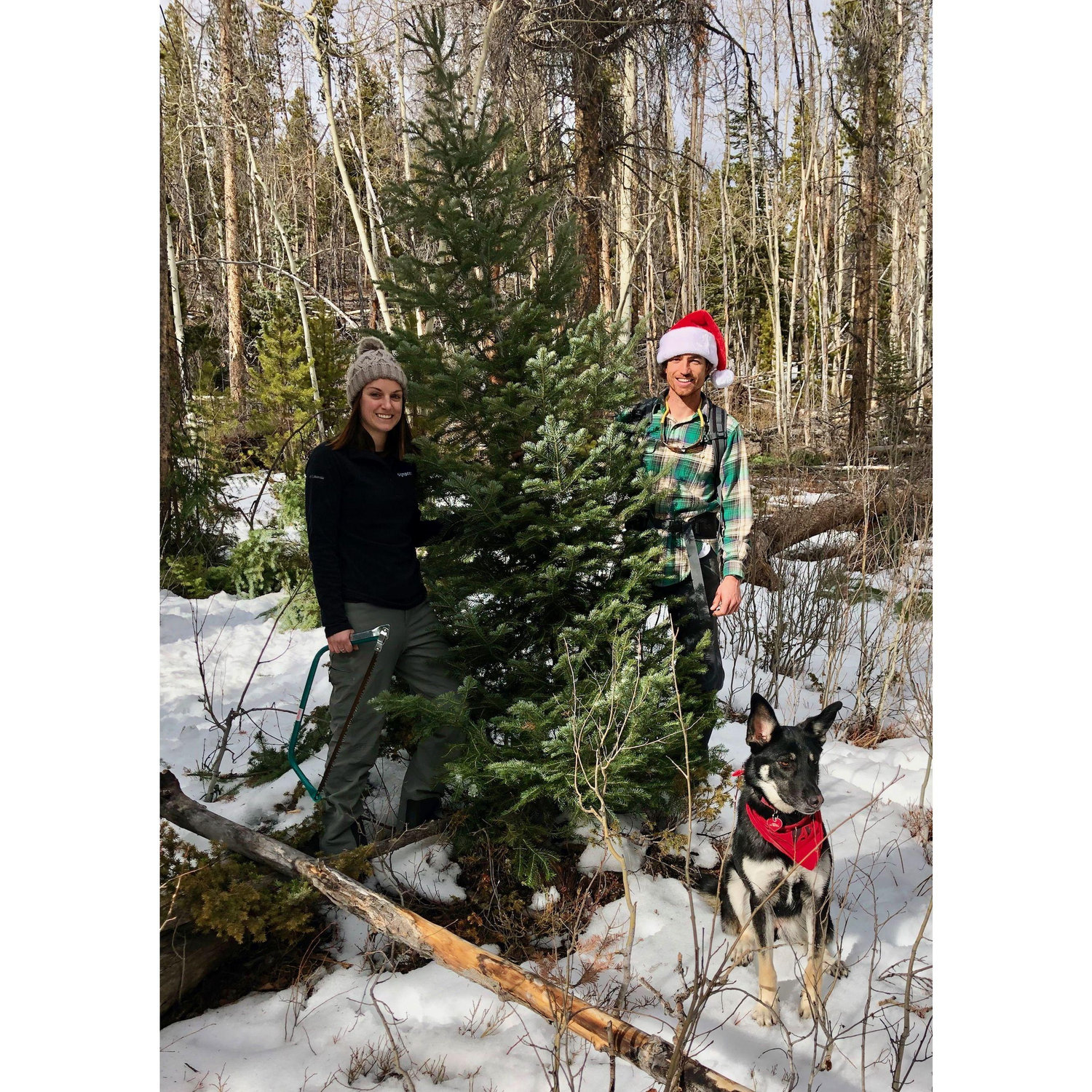 Our annual tradition of cutting down our Christmas tree in the National Forest