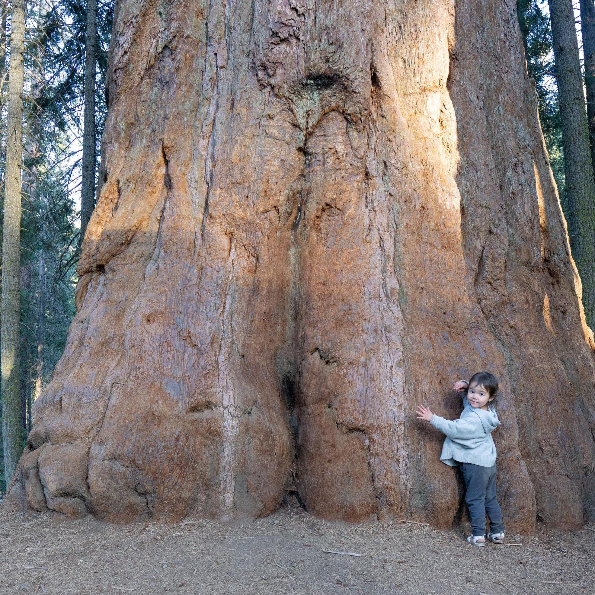 Sequoia NP