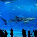 National Aquarium