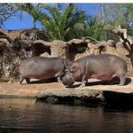San Antonio Zoo
