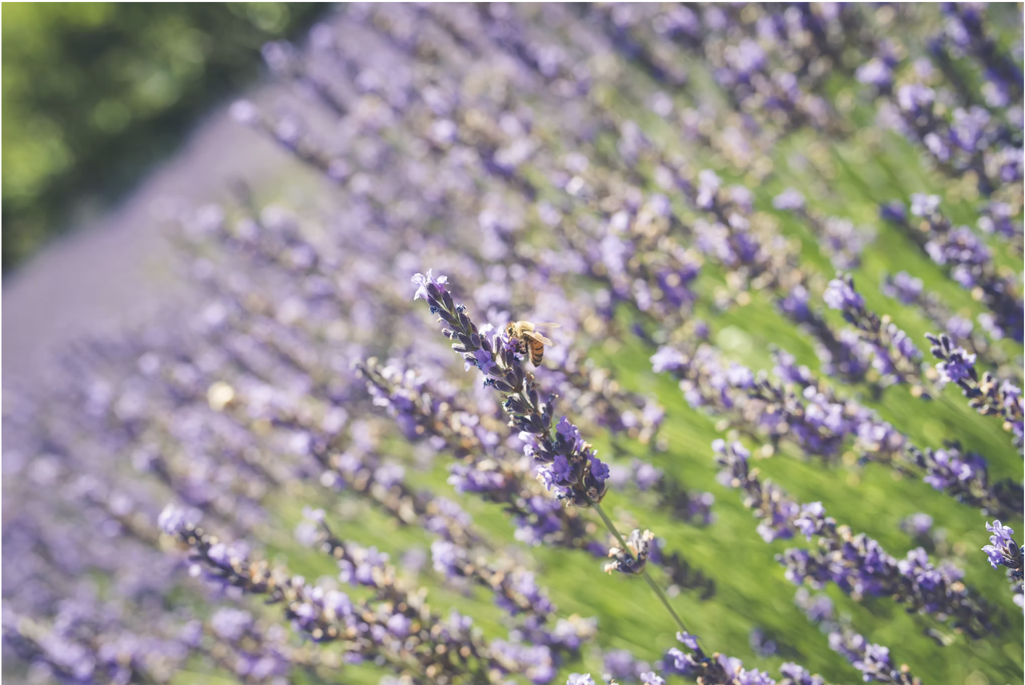 The Wedding Website of Breanne Gaines and Pauleen Relucio