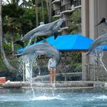 Dolphin Quest Hawai‘i - Swim with Dolphins