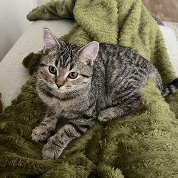 Cat Fund!