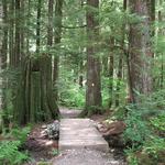 Local Hike: Lynn Canyon Loop